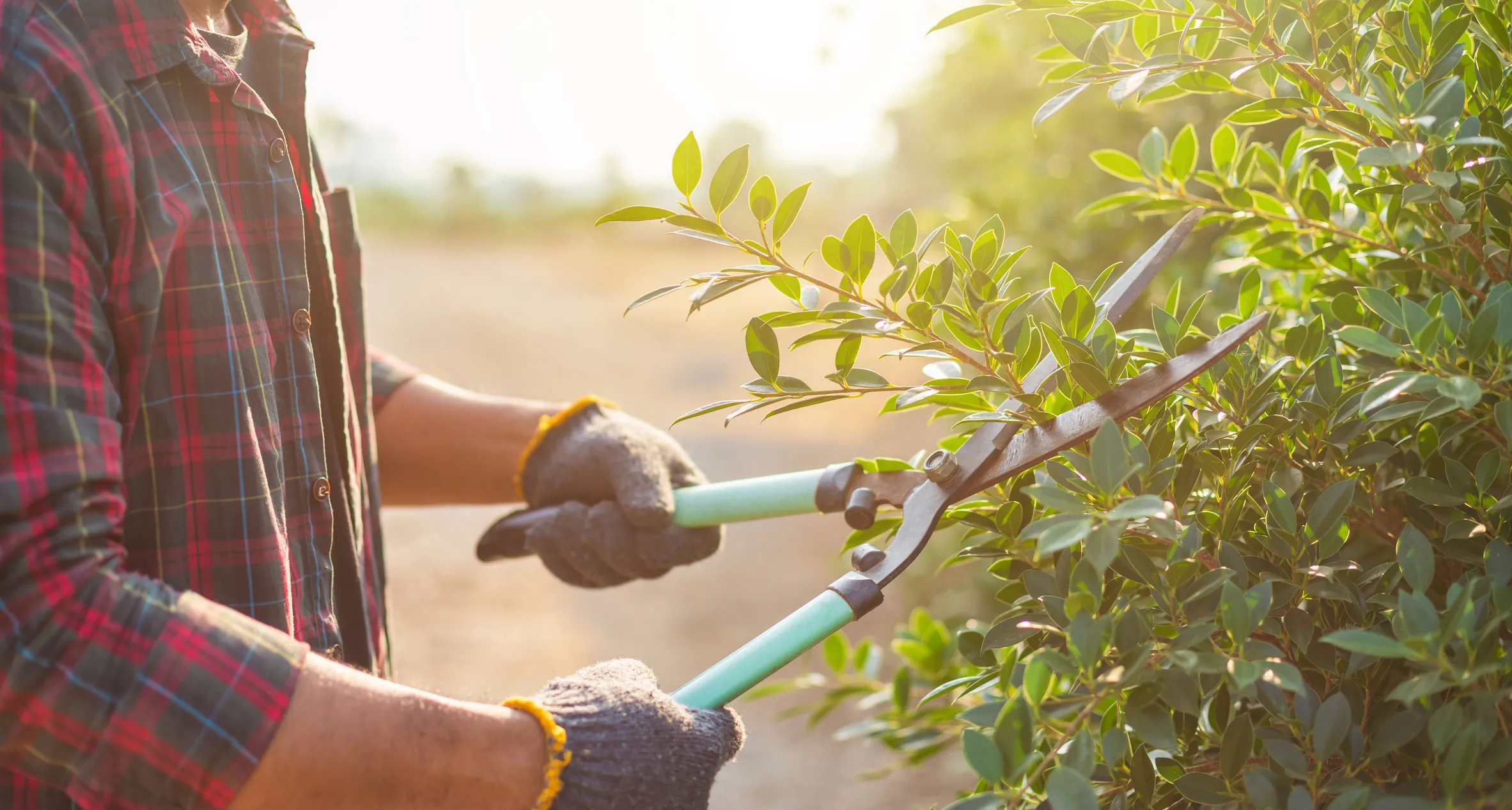 Trimming the hedges